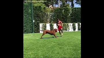 Lionel Messi’s dog is just built different | #Shorts | ESPN FC