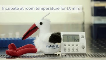 Straightforward RNP genome editing with jetCRISPR and SpCas9 Nuclease - Polyplus-transfection