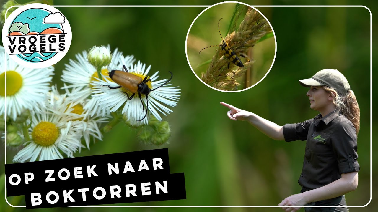 Maak kennis met de boktor | Radio | Vroege Vogels - YouTube
