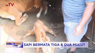 Viral Anak Sapi di Blora Terlahir dengan 3 Mata dan 2 Mulut  #BuletiniNewsPagi 22/06