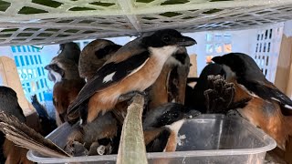 UPDATE HARGA ANEKA BURUNG TERBARU 2026 - JENGOT LOKAL - SRDC - TRUCUK - BIMOLI DLL