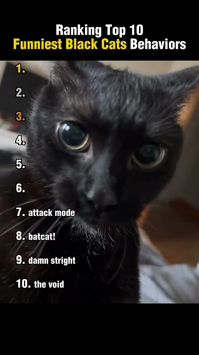 Top 10 Funniest Black Cat Behaviors
