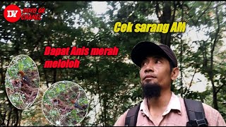 Download Lagu Berburu sarang anis merah diakhir musim MP3