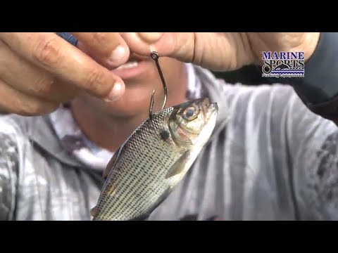 Vídeo: Como Pescar Com Isca Viva