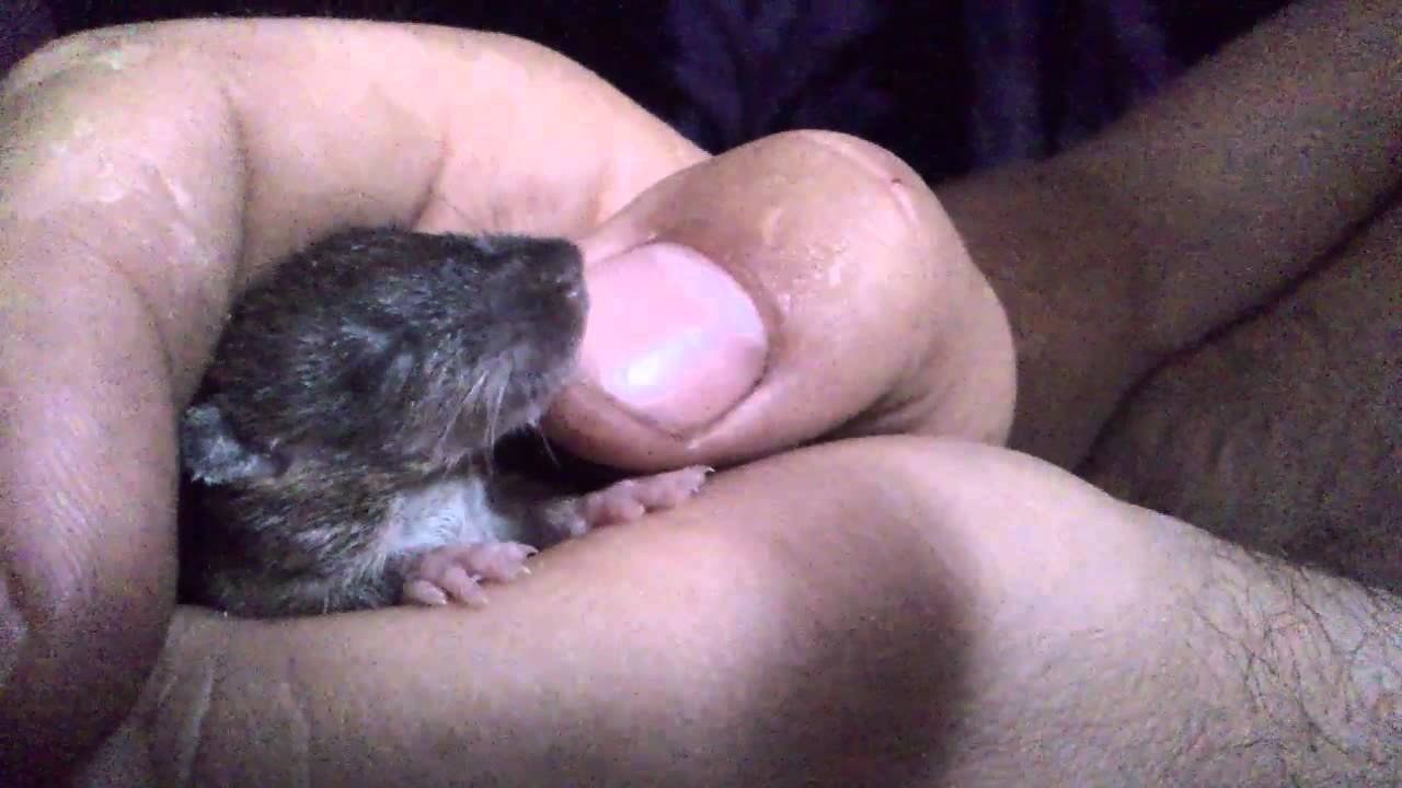 Bella, la mas pequeña de todas farmers insurance