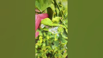 Controlling citrus leafminer.      Part 1. #citrustree