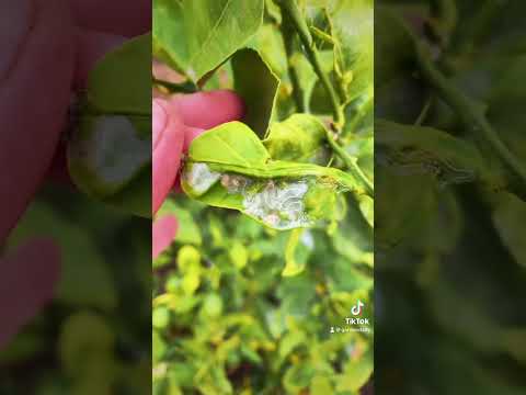 Video: Signs Of Citrus Leaf Miners - Upravljanje rudarima lišća Citrele u vrtu