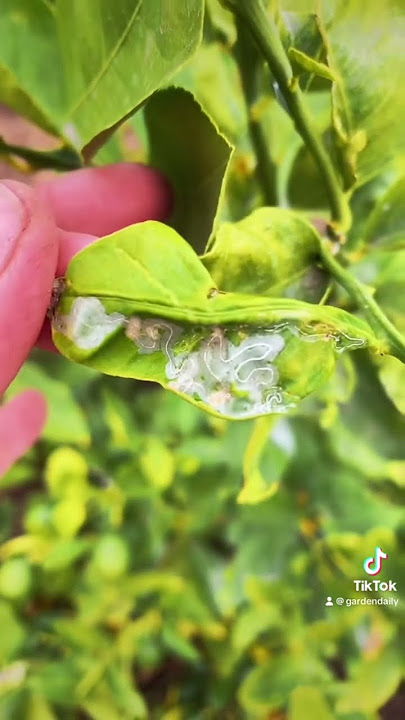 Controlling citrus leafminer. Part 1. #citrustree