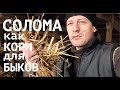 КОРМА ДЛЯ ОТКОРМА БЫКОВ: СОЛОМА