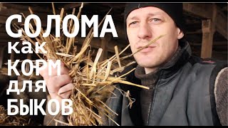 КОРМА ДЛЯ ОТКОРМА БЫКОВ: СОЛОМА