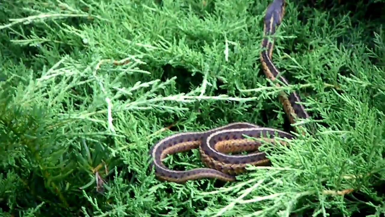 snake in my yard - YouTube