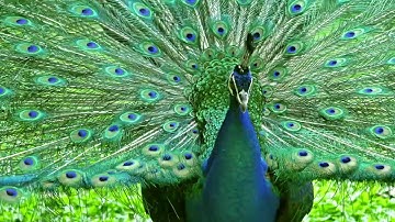 Comco Proglide 22 inch 11 Station Flexo System