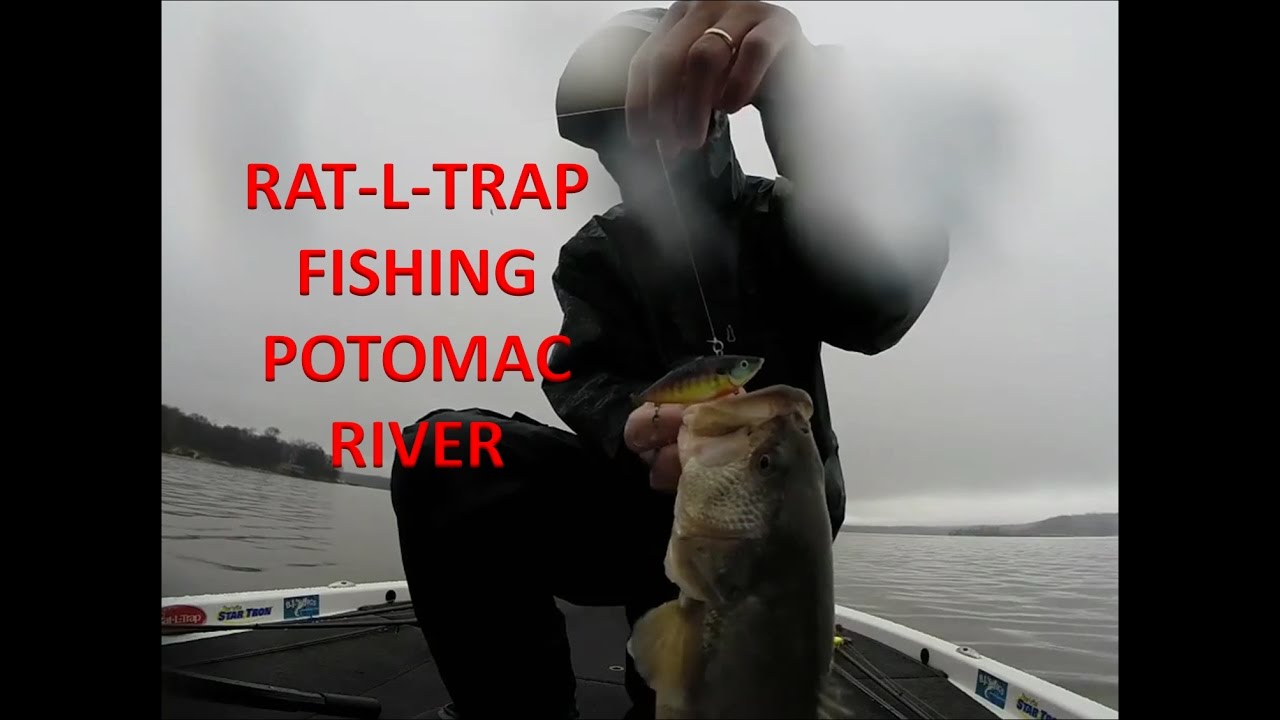 Proven Bait that Catches Potomac River Bass YouTube