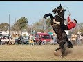 خيل وخيالة - Knight horses