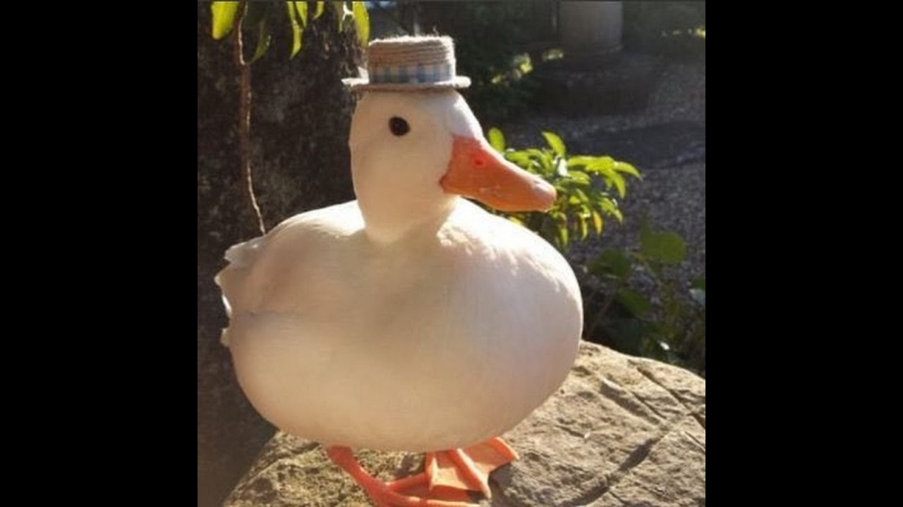 Fairway Is Lava International: FINAL: AP13 vs Lohania (Outside POV)