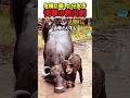 【大逆転】我が子の首を絞めるお母さん牛！？不審に思った男性が近づくと、衝撃の真実が…！　#感動の実話 #奇跡の救出 #水牛の親子 #命の恩人 #優しい世界 #衝撃の結末 #shorts