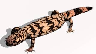 Gila monster 3D model from CGTrader.com