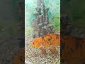 Fish 🐠