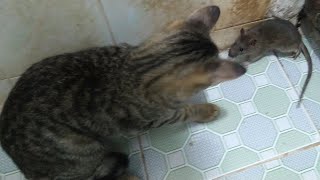 Funny Cat Afraid of Mouse by Top Kitten TV 309 views 2 years ago 6 minutes, 41 seconds