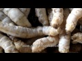 インドでのカイコの養殖：シルクの作り方