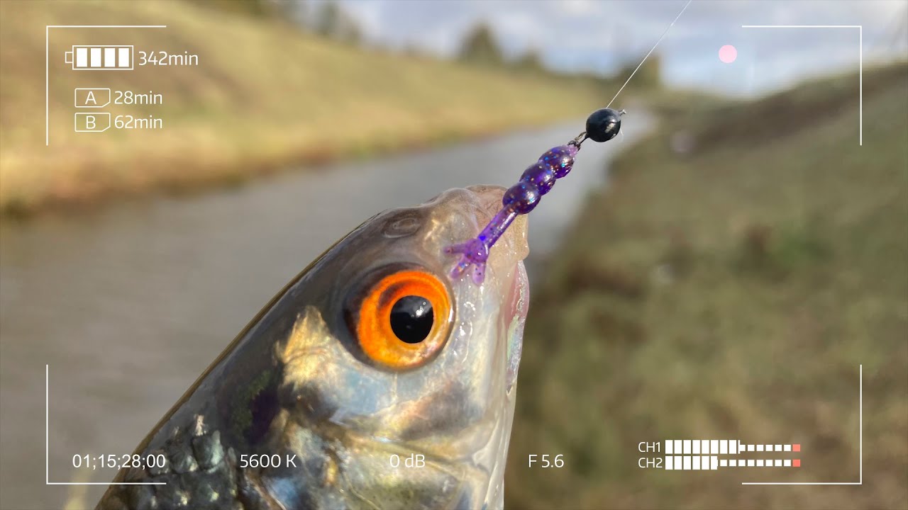 С этой Чикой ты поймаешь любую рыбу