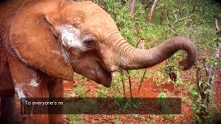 Ziwa's journey | Sheldrick Trust