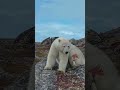 Young bear injured by a bigger bear