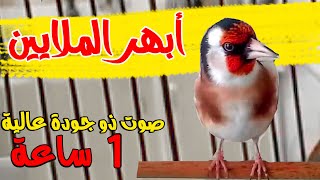 Stieglitzer Gesang الحسون المدمر  الذي أبهر الملايين