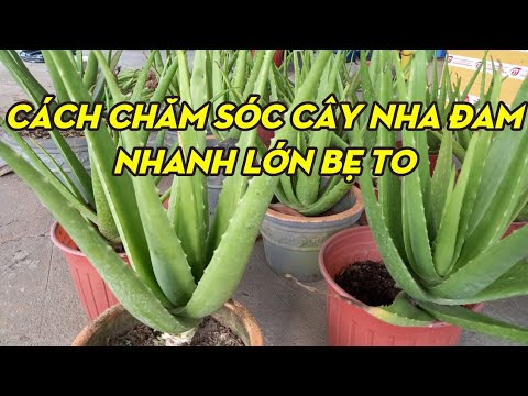 Video: Trồng Cây Nha đam: Cách Chăm sóc Cây Nha đam