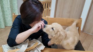 ママの涙に。生後３ヶ月で超難易度の教えを簡単にこなす子犬。【Golden Retriever japan】