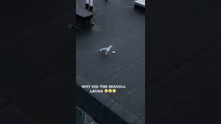 The Birdio Like Where The Er Ahhh Subway Better