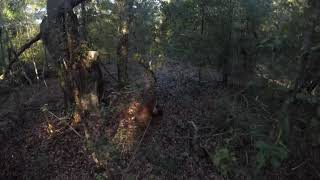 Tracking deer with dogs.