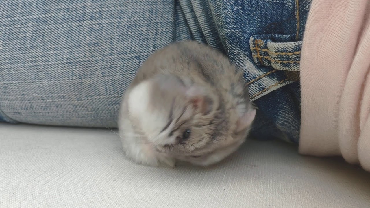 Hamster pooping YouTube