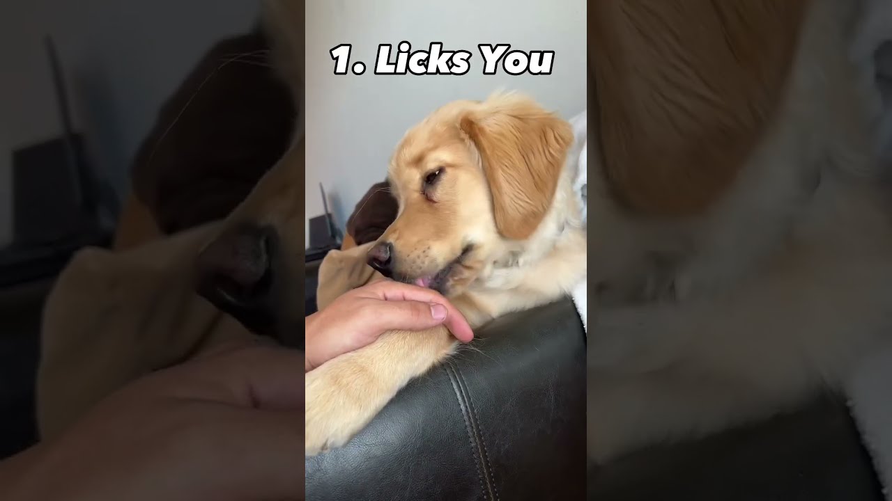 3 Signs Your Dog Is Happy Shorts Puppy