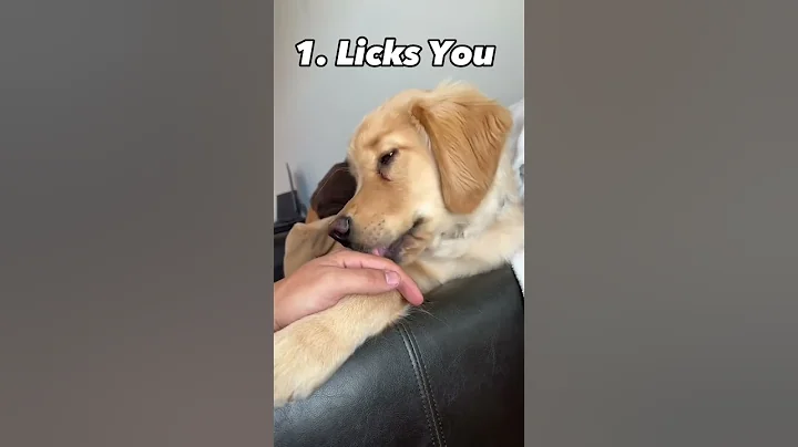 3 Signs Your Dog Is Happy!!! #shorts #puppy #dog