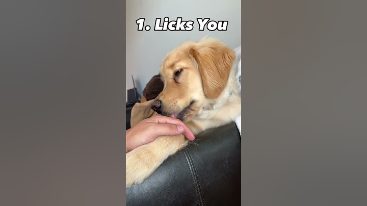 3 Signs Your Dog Is Happy!!! #shorts #puppy #dog