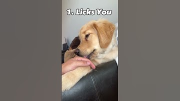 Thumbnail of 3 Signs Your Dog Is Happy!!! #shorts #puppy #dog