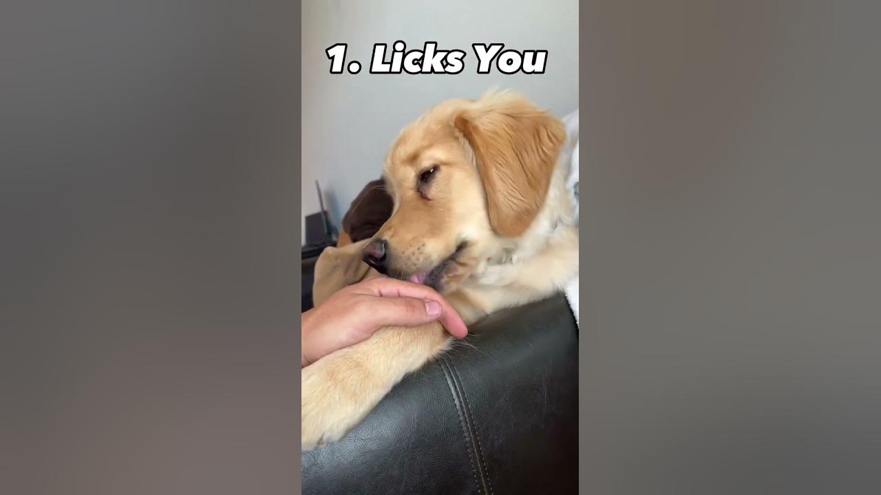 3 Signs Your Dog Is Happy!!! #shorts #puppy #dog