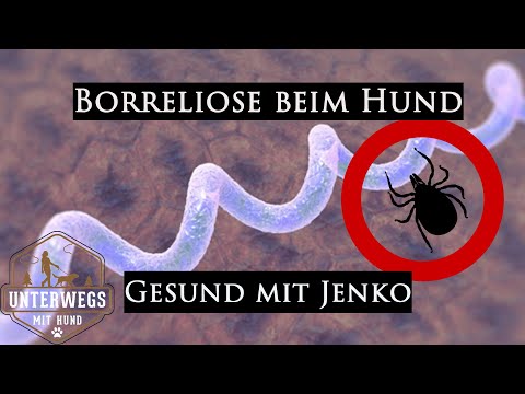 Video: 6 Beängstigende Fakten über Borreliose Bei Hunden