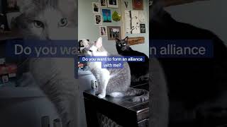 My Cats Are Forming Alliances?