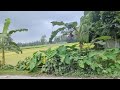Bike Diye Gram Banglar Monorom Disso Upovog🌲 Bike Travel 