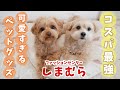 【しまむら購入品】機能性抜群でコスパ最強なペットグッズを紹介します🐶✨【購入品紹介】