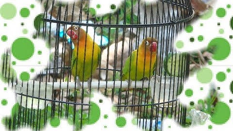 Pancingan lovebird balibu / paud aktif ngetik ngekek moncer
