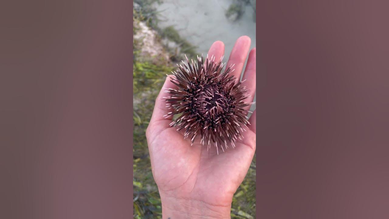 Морской ёжик🦔Филиппины #филиппины #подводныймир - YouTube