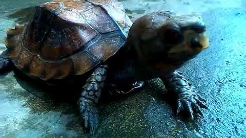 RÙA - Bữa ăn của rùa sa nhân - 17/8/2016