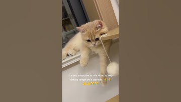 Cute and funny, but he is a lazy cat!#cat #funny #funnyvideo #funnyshorts #shorts #short #shortvideo