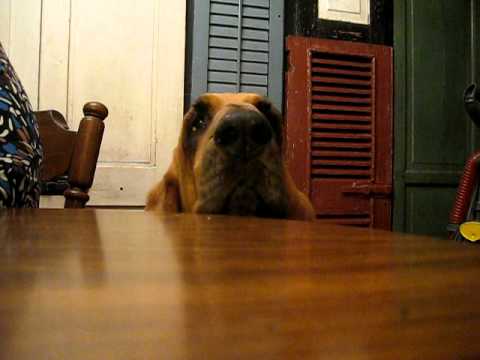 ვიდეო: Bloodhound: ჯიშის თვისებები