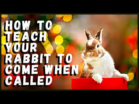 Video: Come insegnare al tuo coniglio a venire quando viene chiamato: 11 passaggi