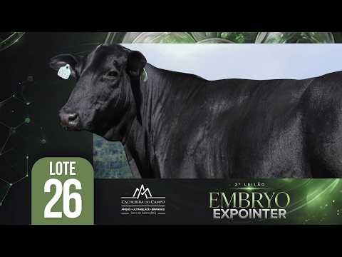 LOTE 26 Fazenda Cachoeira do Campo - VPJ FIV 374 APIPÓ -2º Leilão EMBRYO Expointer