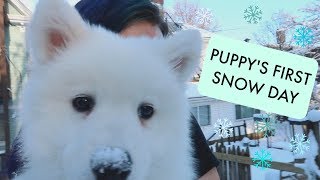 Samoyed Puppy's First Snow Day - VLOGMAS DAY 10